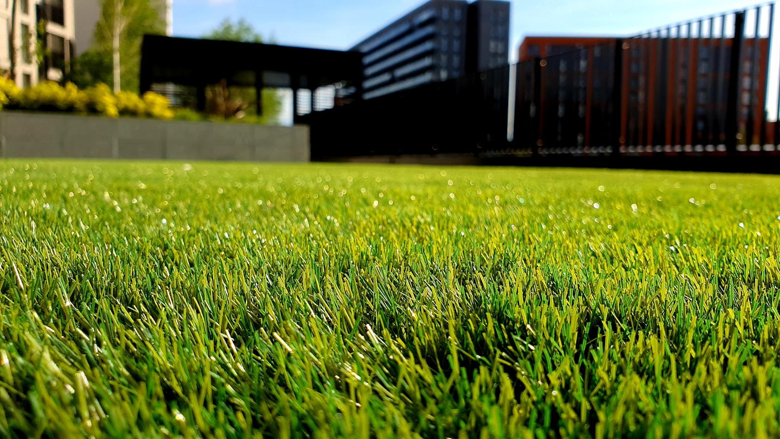 Golden-hour residential lawn with crisp edges and visible mow pattern stripes