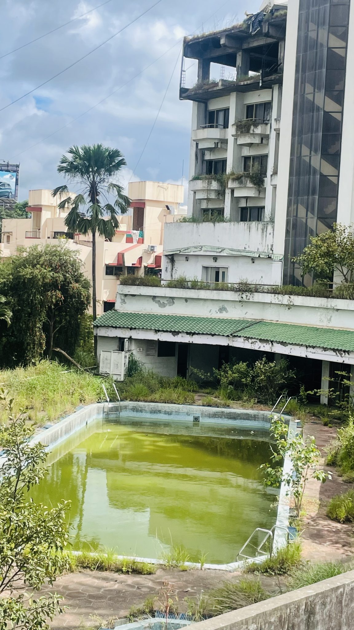 Neglected backyard swimming pool with opaque green algae-affected water and overgrown plants